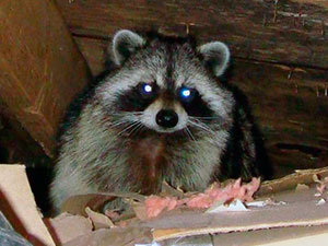 Raccoon in attic