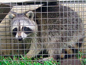 Raccoon trap