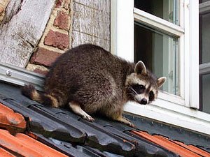 Raccoon on roof