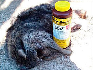 Raccoon methods of killing with traps and poison