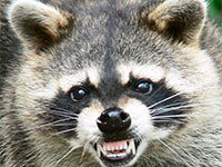 Raccoon rabies