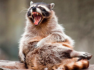 Raccoons with rabies - usefull information