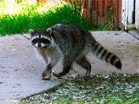 Raccoons repellents and deterrents