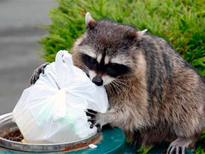 Raccoons removal