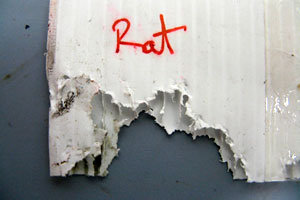 Rat Damage