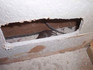 Rat in the wall