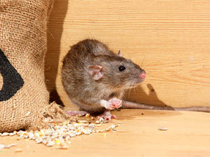 Step 2: Determine the magnitude of your rat problem