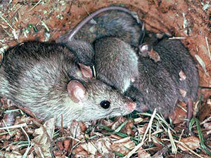 Rats nest