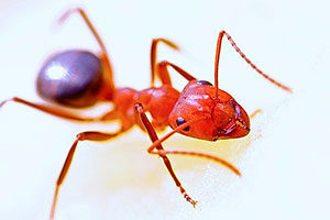 Red harvester ant