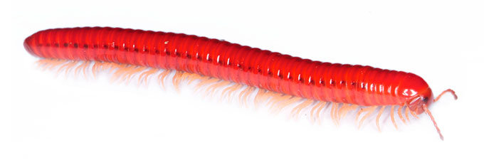 Red millipede