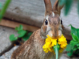 Ways to keep rabbits out of your garden