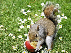 Easy ways for squirrels repelling