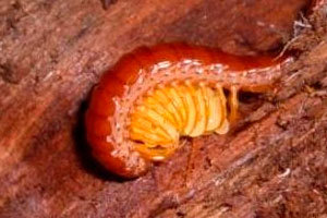 Centipedes reproducing