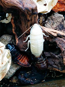 White cockroaches identification