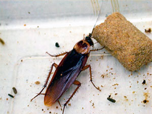 Identify roach poop