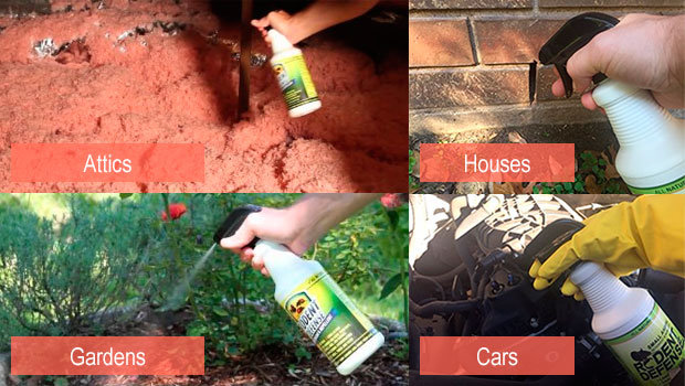 Rodent defense for Attics, Gardens, Cars, Houses