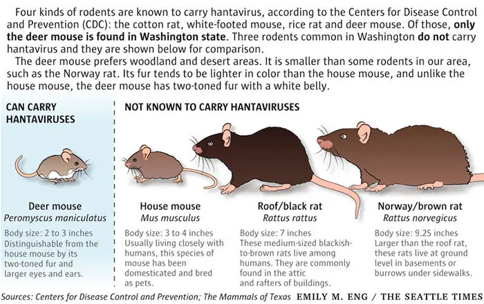 Rodents hantavirus