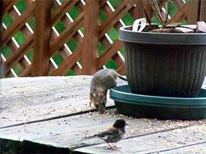 Roof rat