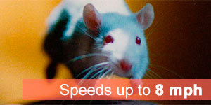 Mice speeds 8 mph