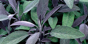 Sage plant