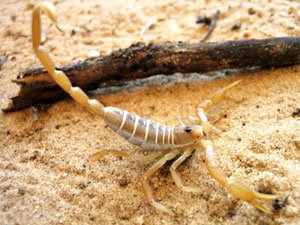 Scorpion control to minimize infestation