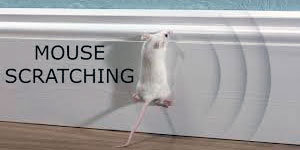 Mouse scratching