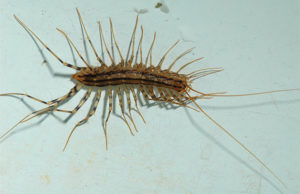 All There Is to Know About the Different Types of Centipedes