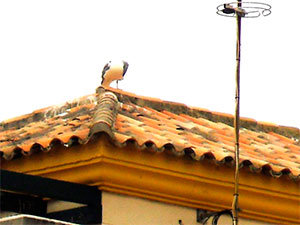 Seagull on roof