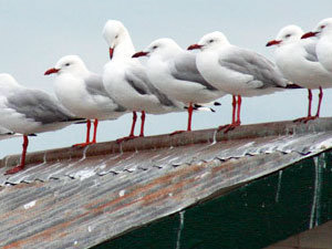 Seagulls problems