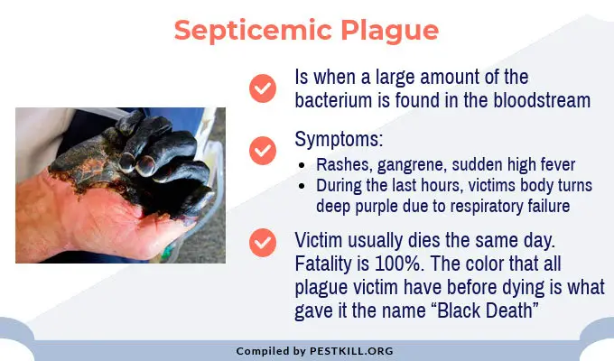 Septicemic Plague