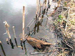 3 Best Beaver Traps [*2025 UPDATED*]: Review & Buyer's Guide