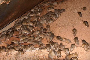 Severe mice infestation