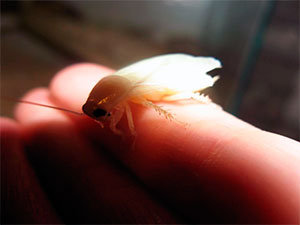 The shape of albino cockroaches