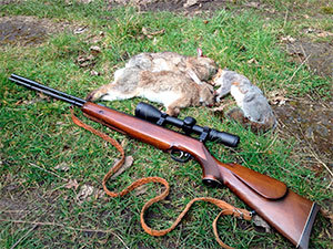 Shooting rabbits
