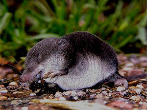 Control a shrew