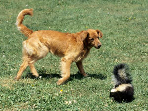 Skunk odor on dogs