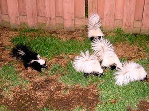 Problems with skunks in your yard