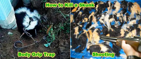 Methods of skunks killing