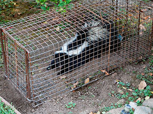 Skunks trapping