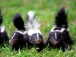 Skunks