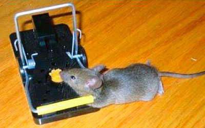 Mouse in snap trap