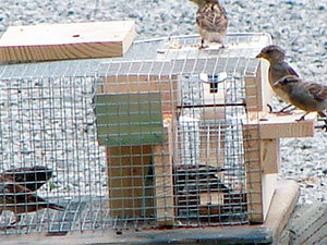 2 Chamber Sparrow Trap Bird-B-Gone 