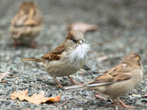 Sparrows damage