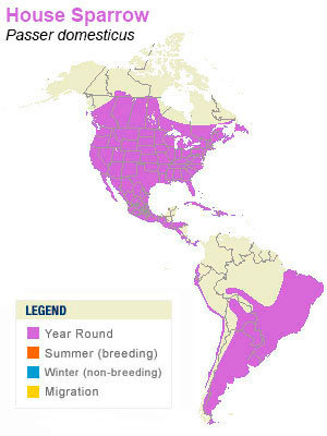 Sparrows habitat