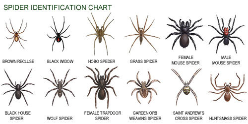 spiders identification