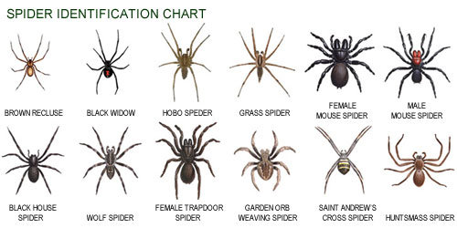 Spider Identification Chart