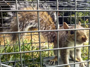 Catching squirrel with traps