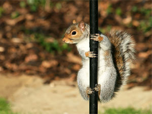 Chemical and electronic solutions to squirrel deterrents