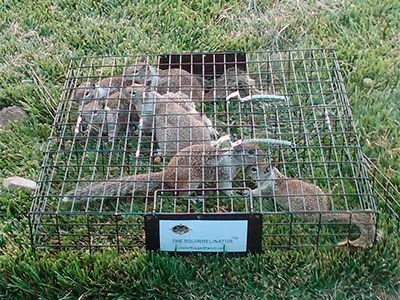 Squirrelinator Trap by Rugged Ranch