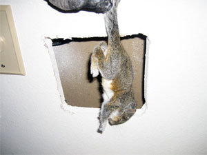 Squirrels in the walls